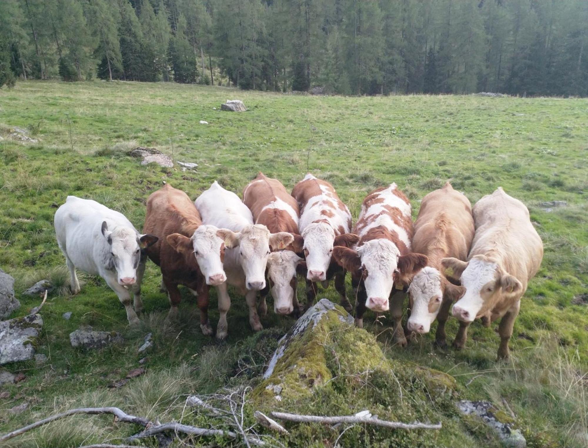 Haufhof-Pension Am Bauernhof, Haus Im Ennstal Bei Schladming Exteriör bild